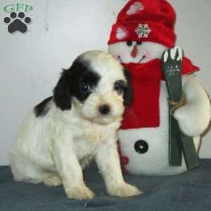 Zoey, Cavalier King Charles Mix Puppy